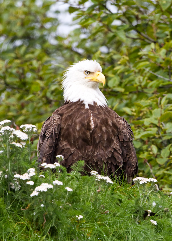 Bald Eagle